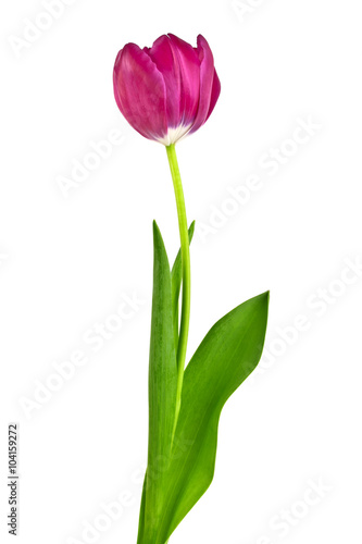 Fototapeta Naklejka Na Ścianę i Meble -  Tulip flower isolated on white background