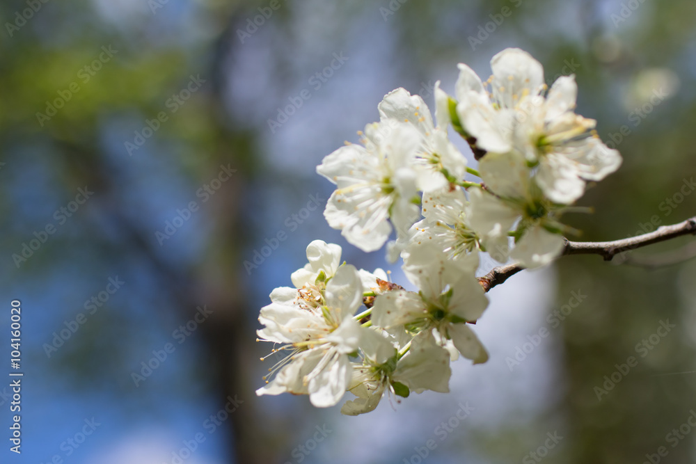 spring tree spring tree