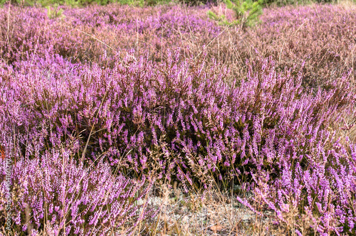 Beautiful heather in the forest close-up