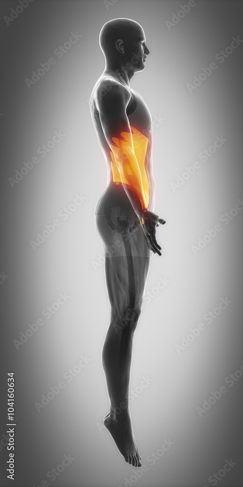 External abdominal oblique External abdominal oblique