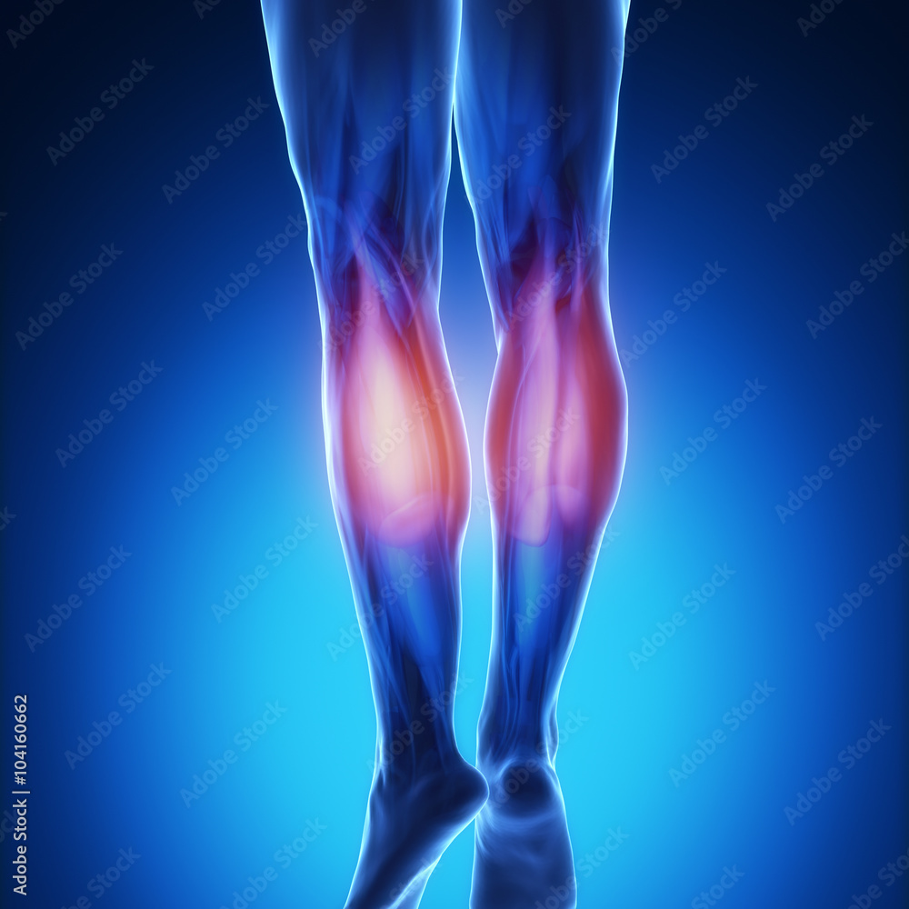 Obraz premium gastrocnemius