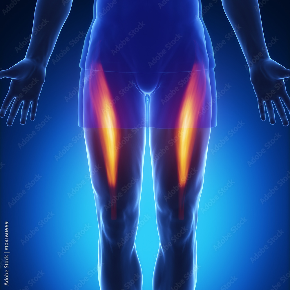 rectus femoris rectus femoris