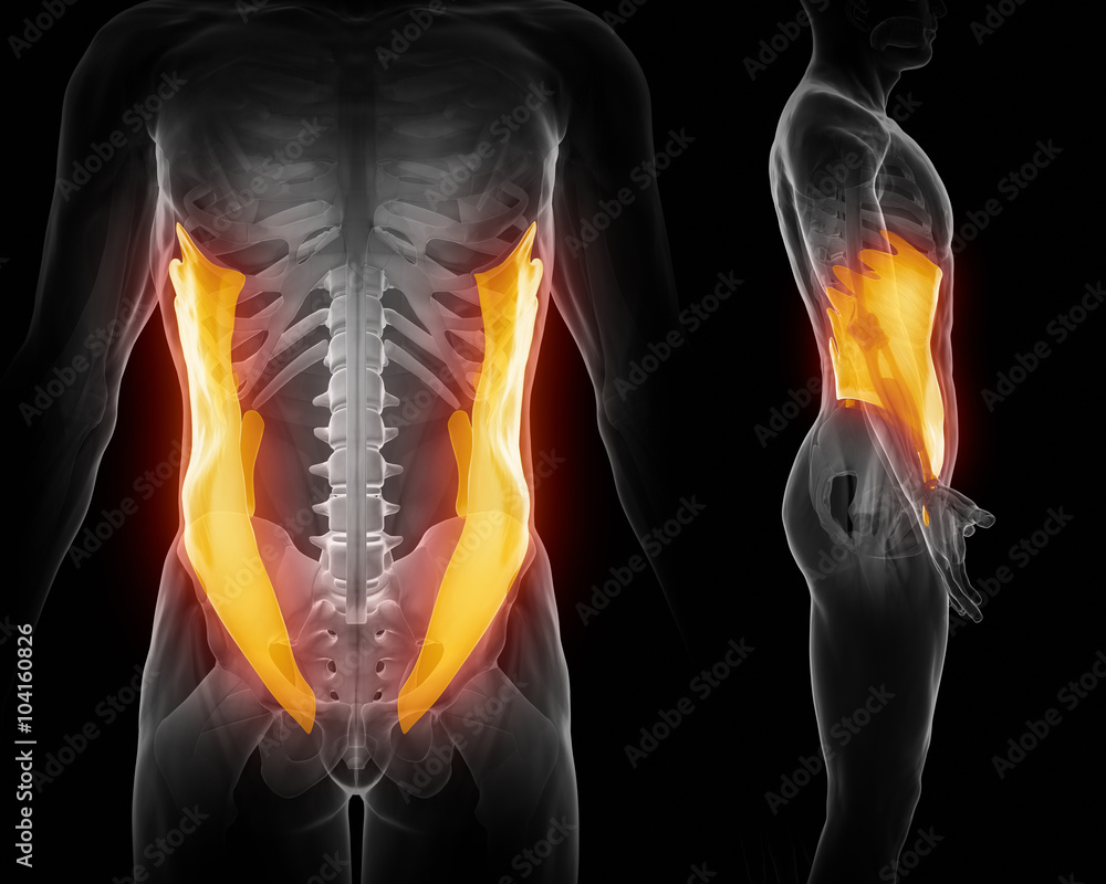 External abdominal oblique