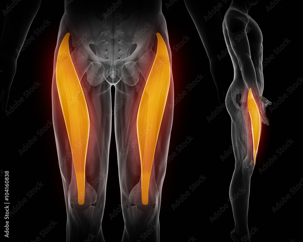rectus femoris rectus femoris