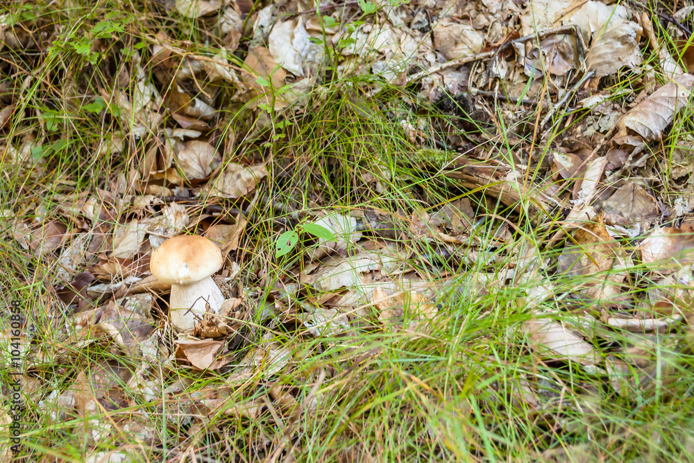 Small boletus mushroom in forest moss. Small boletus mushroom in forest moss.