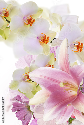 Lily and orchid.Flower background
