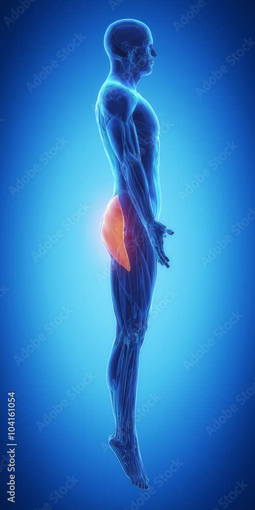 gluteus maximus gluteus maximus
