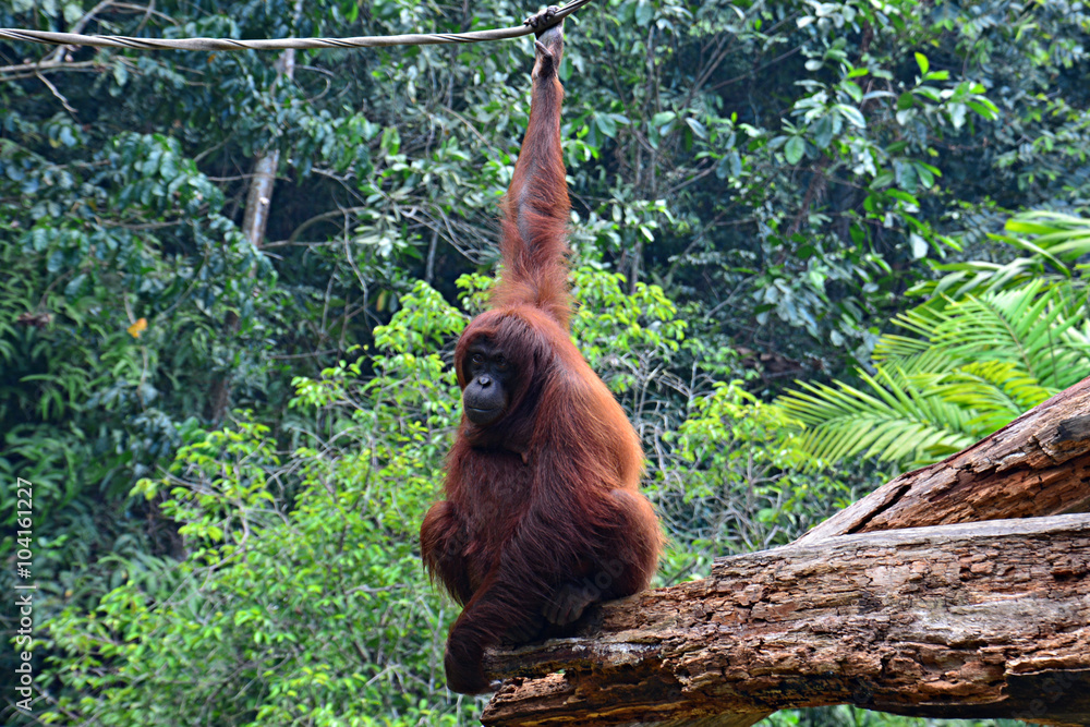 Obraz premium Orangutan in Sabah Borneo, Malaysia