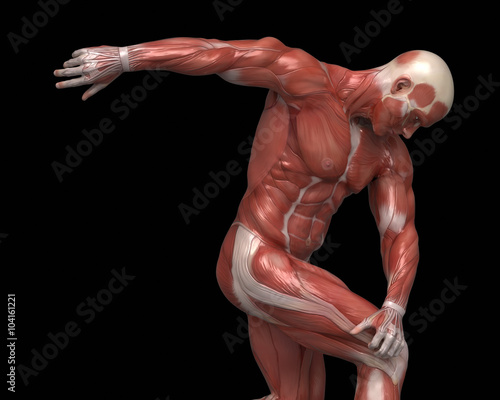 Man muscular anatomy in bodybuilder pose