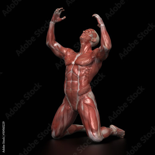 Man muscular anatomy infight pose
