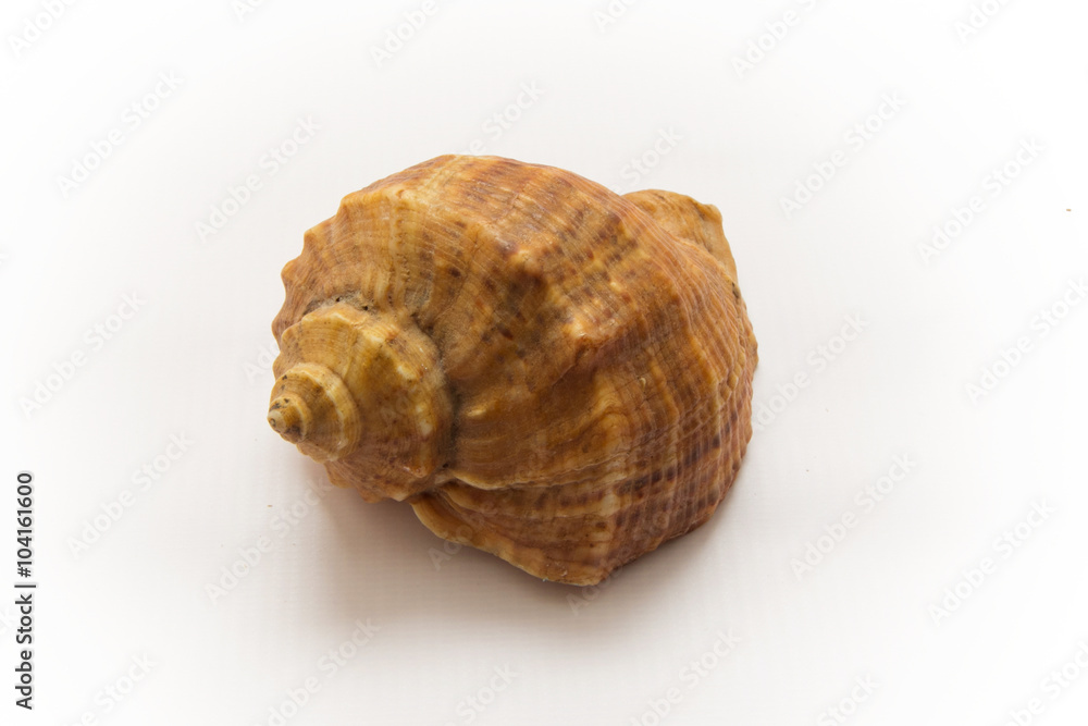 Sea shell isolated on white background. Close up Sea shell isolated on white background. Close up