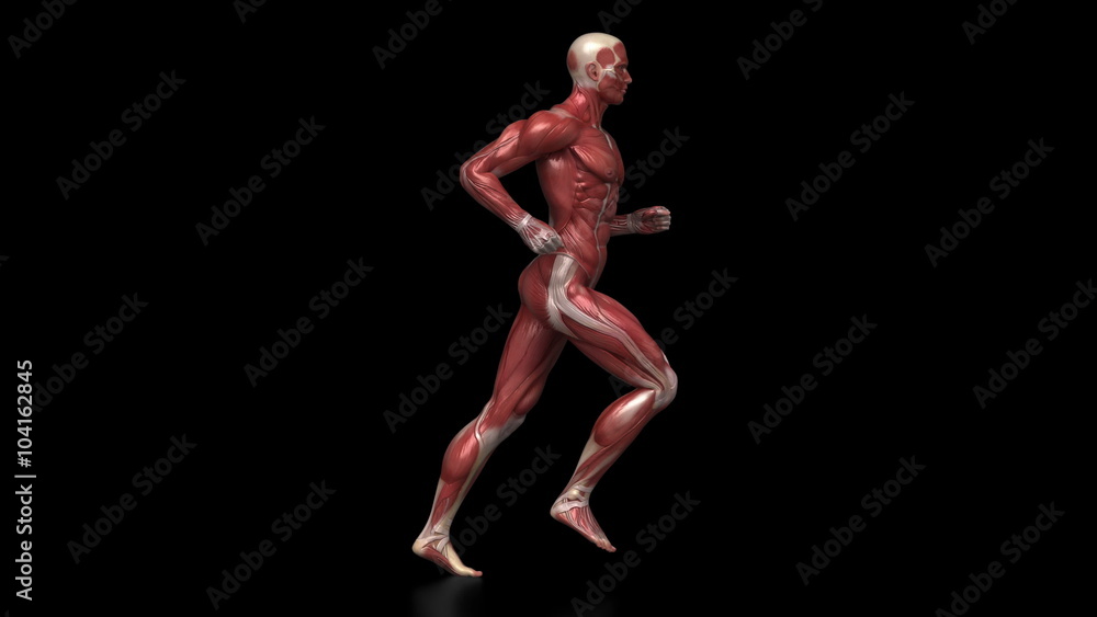 Running muscular man with visible muscles in loop Running muscular man with visible muscles in loop