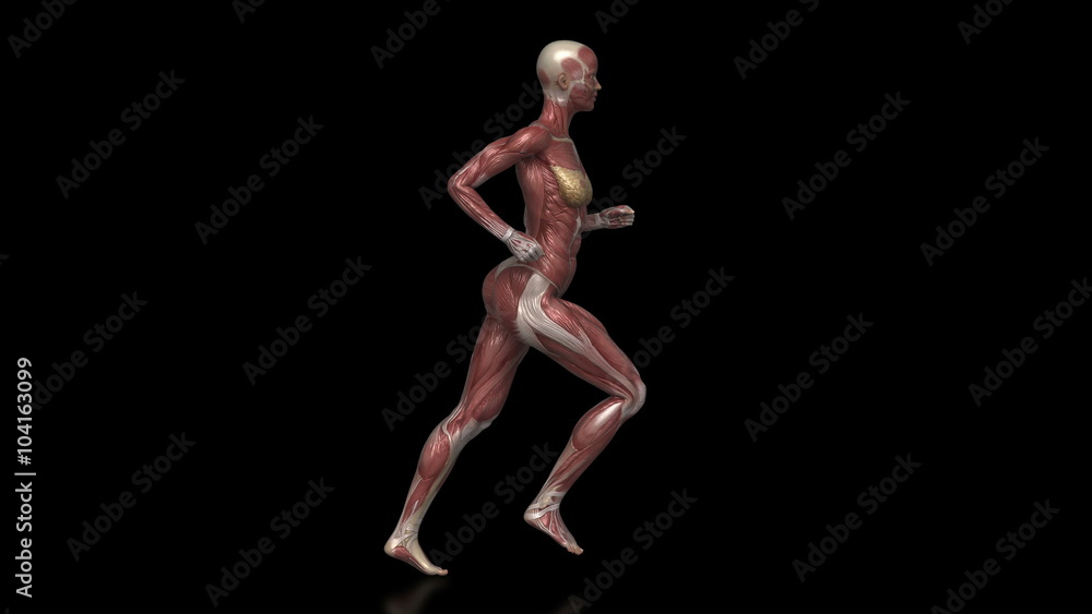 Running muscular woman with visible muscles Running muscular woman with visible muscles