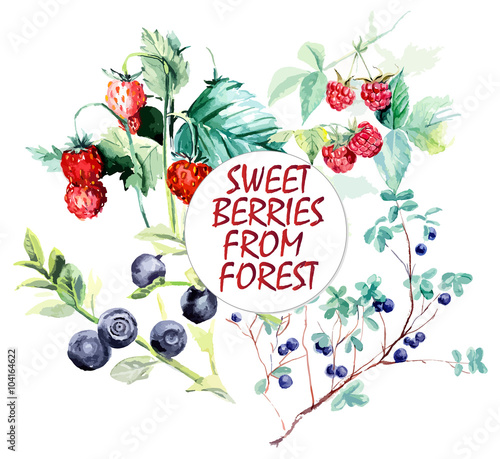 Wild berries from forest. Branch raspberry, bilberry and wild strawberry. Forest miniatures. Watercolor hand drawn vector illustration