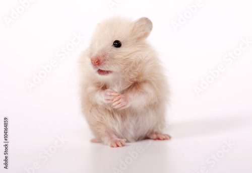 Hamster on a white background