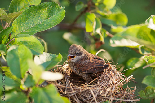 Baby bird in the nest