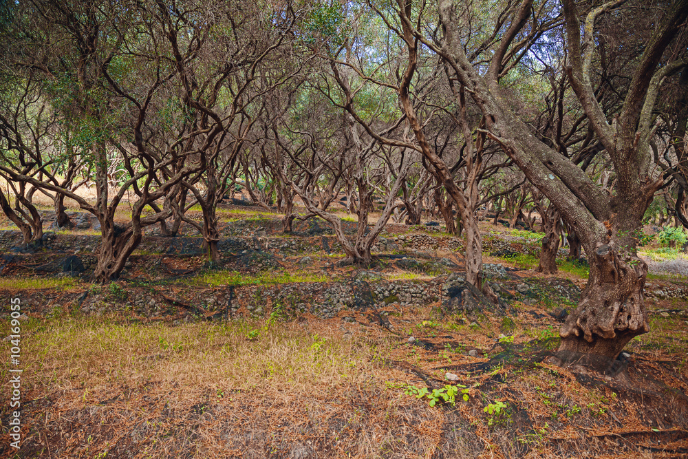 Terraced olive grove on the slope, Corfu, Greece Terraced olive grove on the slope, Corfu, Greece