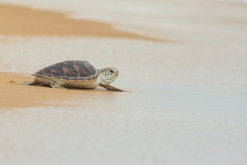 Sierkussen Schildpad Karetschildpad op Thais zandstrand  © Korradol