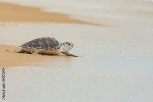 Hawksbill sea turtle on the beach, Thailand. © Korradol