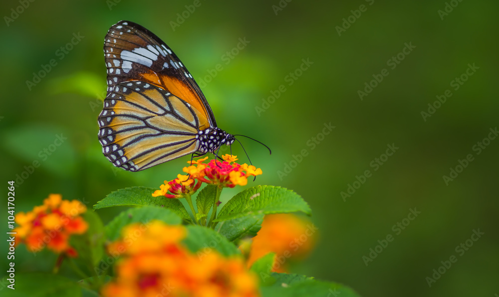 Common Tiger Butterfly witting on wild flowers Common Tiger Butterfly witting on wild flowers