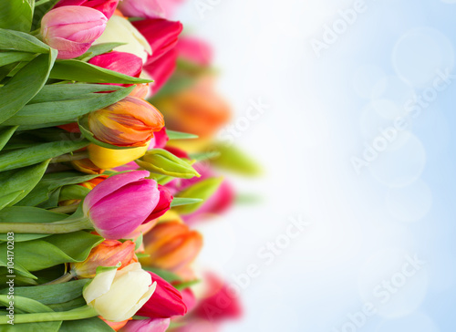 Fototapeta Naklejka Na Ścianę i Meble -  tulips in garden
