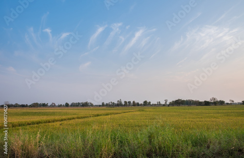 Rice fields and sky landscape