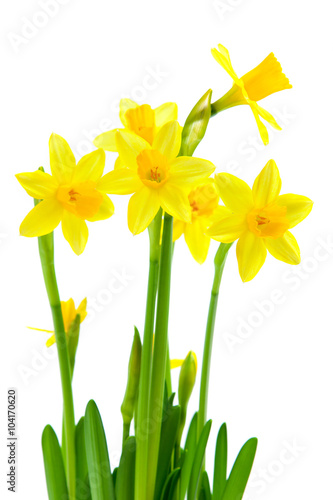 Fototapeta Naklejka Na Ścianę i Meble -  Narzissen