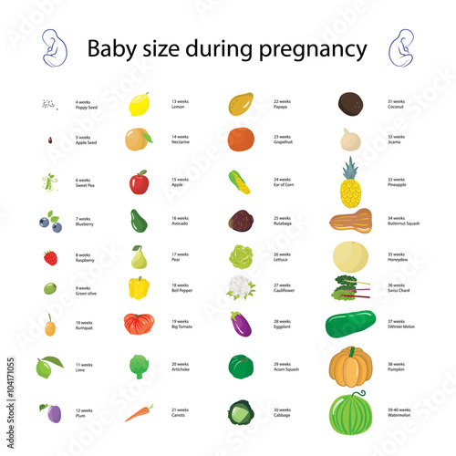 Infographic about baby size during pregnancy comparing with diff