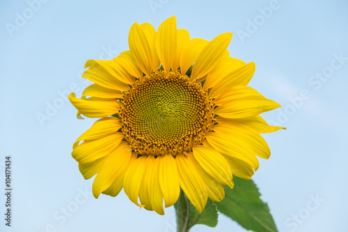 Sunflower sky background