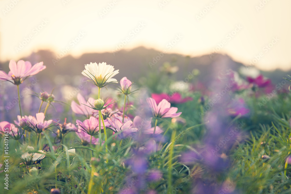 Obraz premium cosmos flower background, in soft style