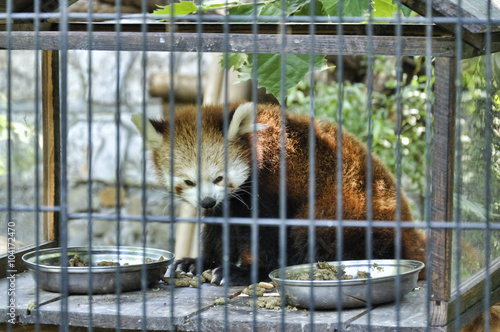 Red panda eating inside a cage