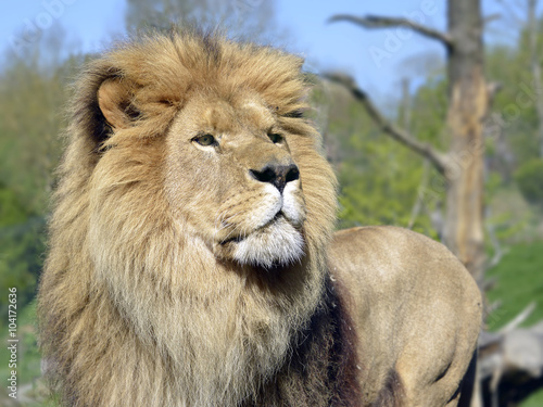 Fototapeta Naklejka Na Ścianę i Meble -  Portrait of lion (Panthera leo) 