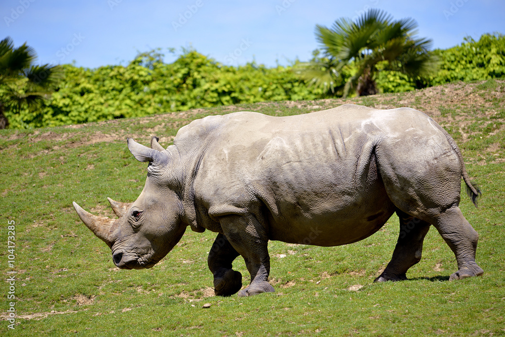 Fototapeta premium Closeup of profile white rhinoceros (Ceratotherium simum) walking on grass