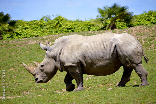 Closeup of profile white rhinoceros (Ceratotherium simum) walking on grass