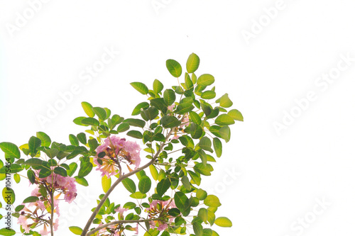 Pink Trumpet flower and green leaves on tree isolate on white ba photo