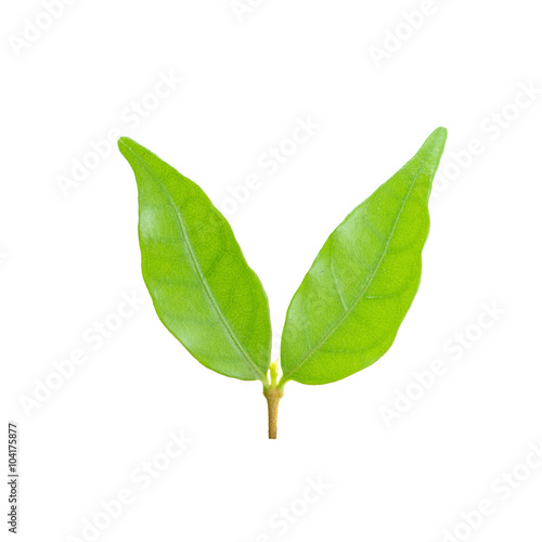 Green leaf isolate on white background