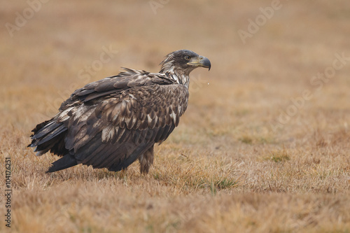 The white tailed eagle