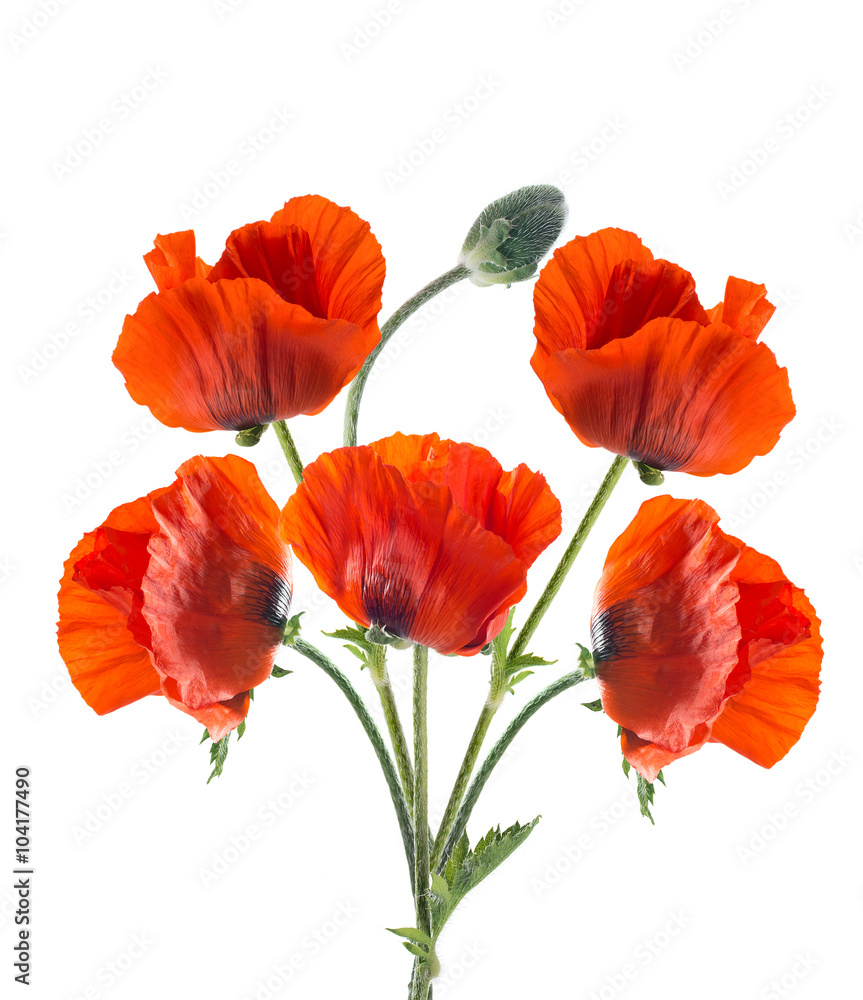 Naklejka premium Papaver orientale (mak orientalny). odosobniony