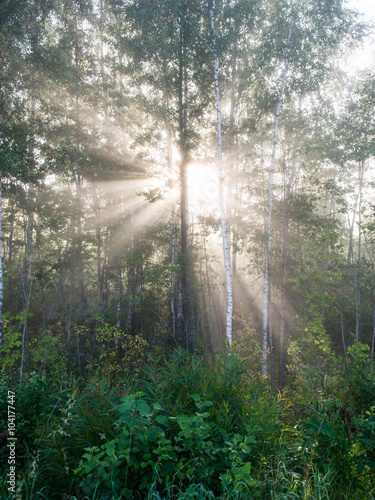 Light rays in forest in foggy morning
