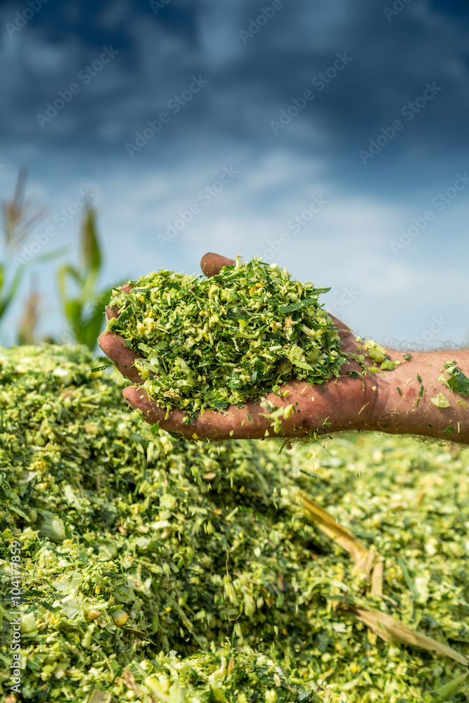 Farmer's hands holding freshly harvested silage corn maize