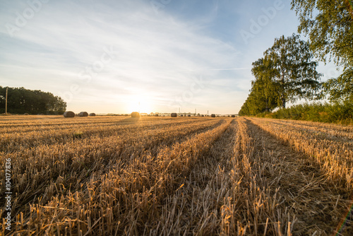 Golden hay bales in countryside