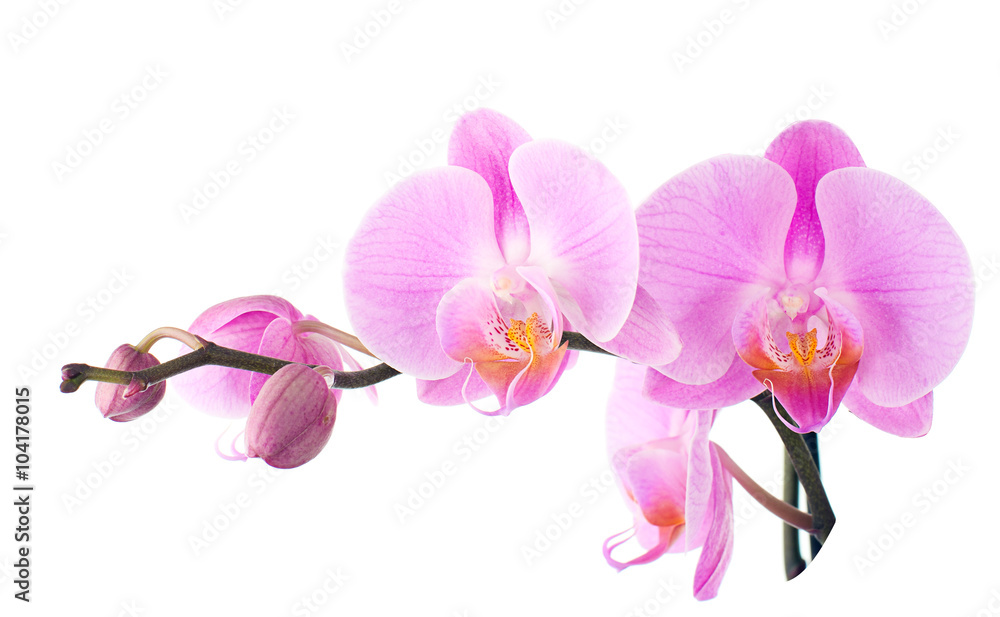 Obraz premium Orchid Isolated