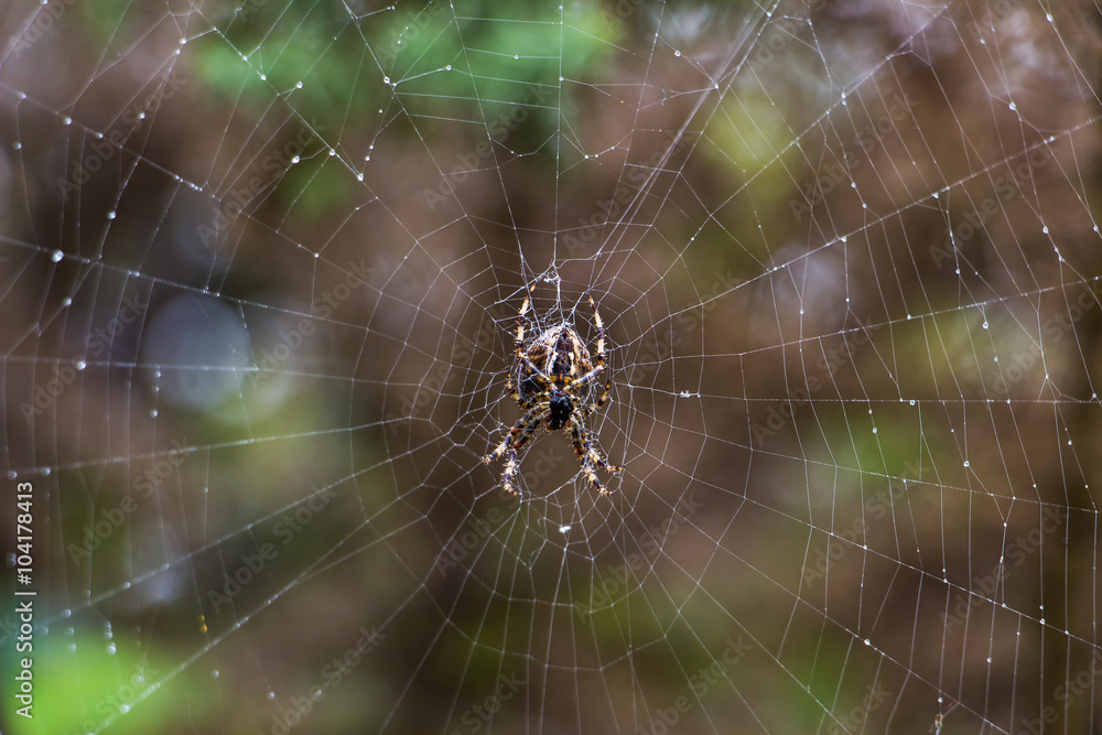 Garden spider on spiderweb Garden spider on spiderweb