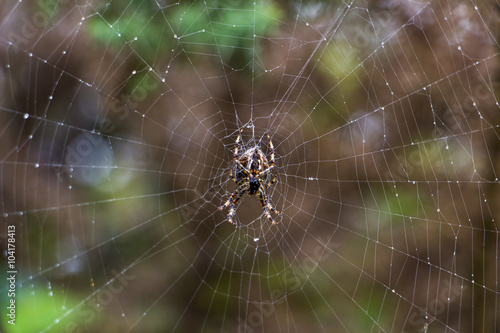 Garden spider on spiderweb