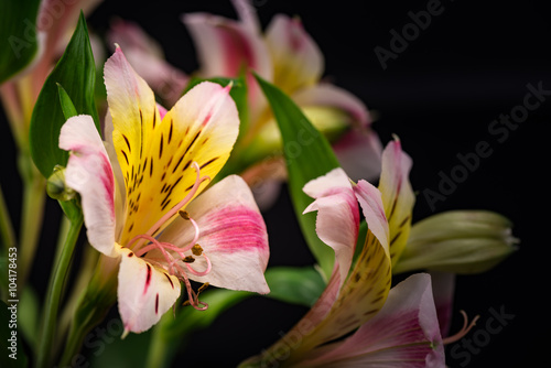 Fototapeta Naklejka Na Ścianę i Meble -  Alstroemeria, close-up, macro.