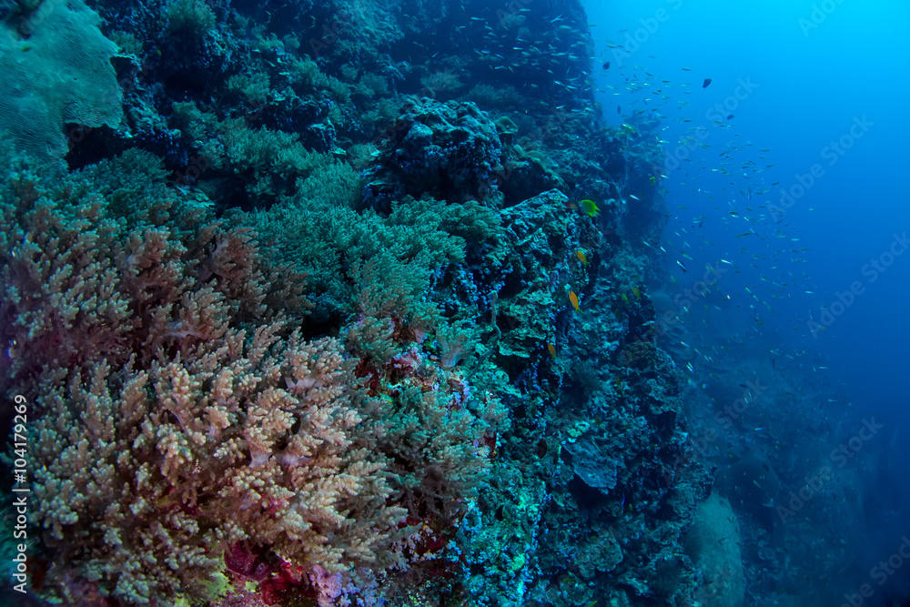 Fototapeta premium Deep sea coral reef full of soft corals.