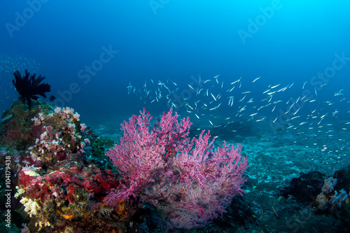 School of fishes swims over the beautiful pink coral. © kondratuk