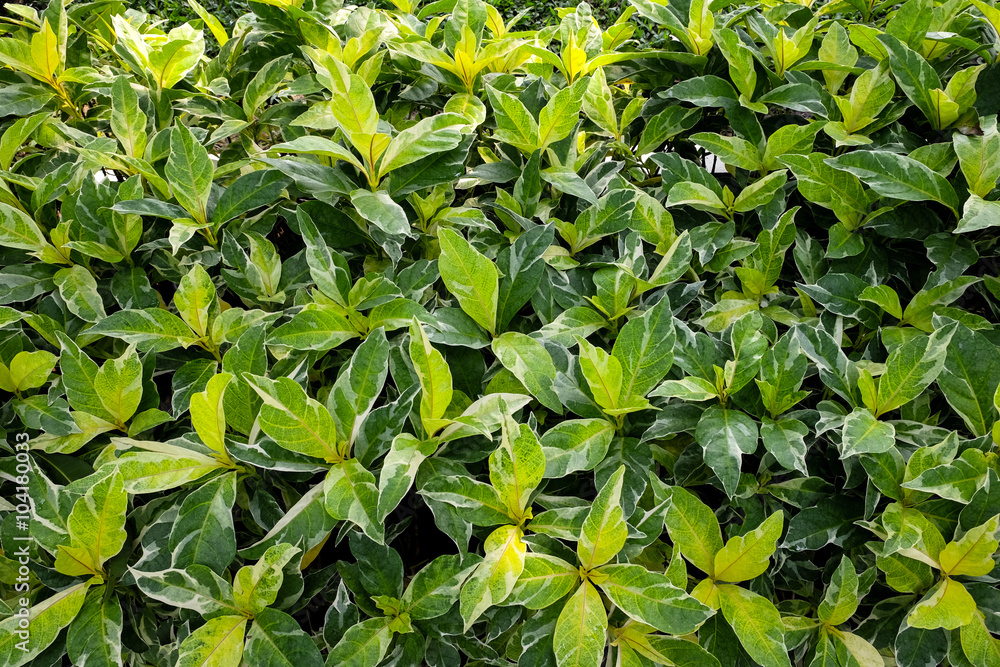 Fototapeta premium green leaves background with sunlight