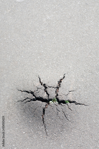 Grass broke through the crack in the pavement. Power of nature