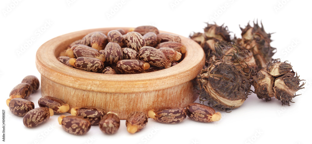 Obraz premium Castor beans